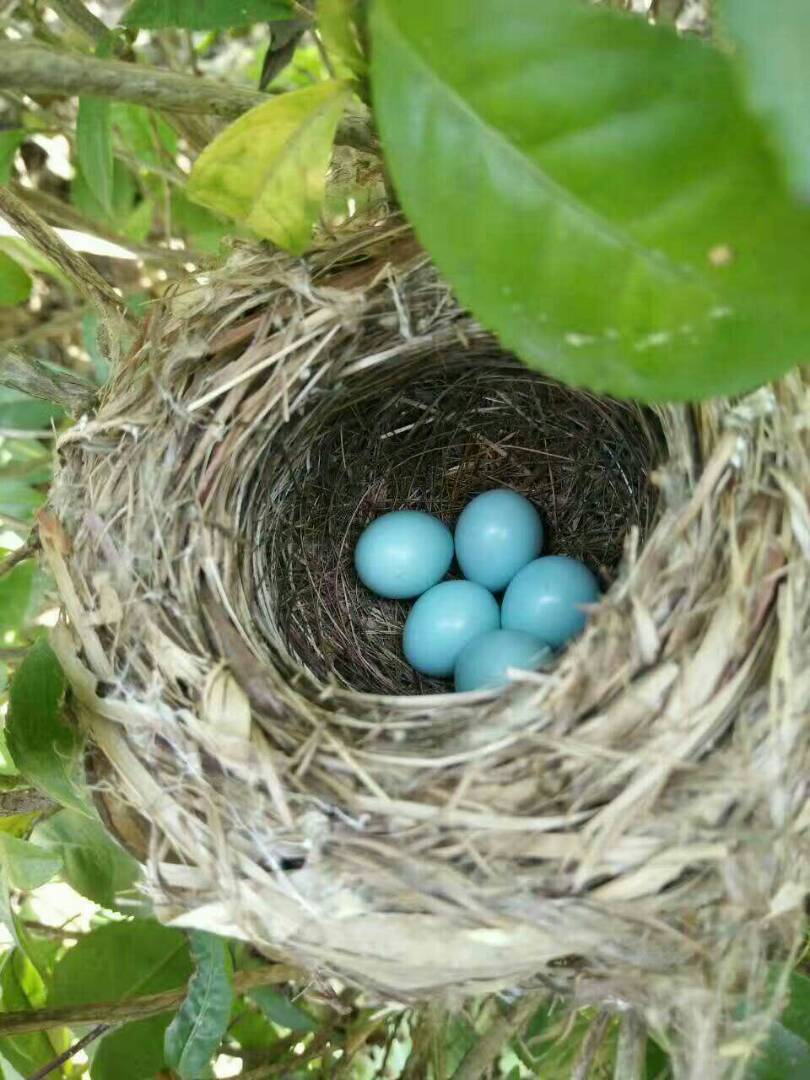 今天上山玩,发现一窝鸟蛋,特漂亮.也不知道是什么鸟生产的?