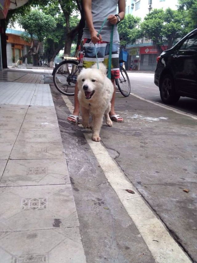 打靶仔萨摩弟弟落户大良,健健康康[微笑]多谢兄弟