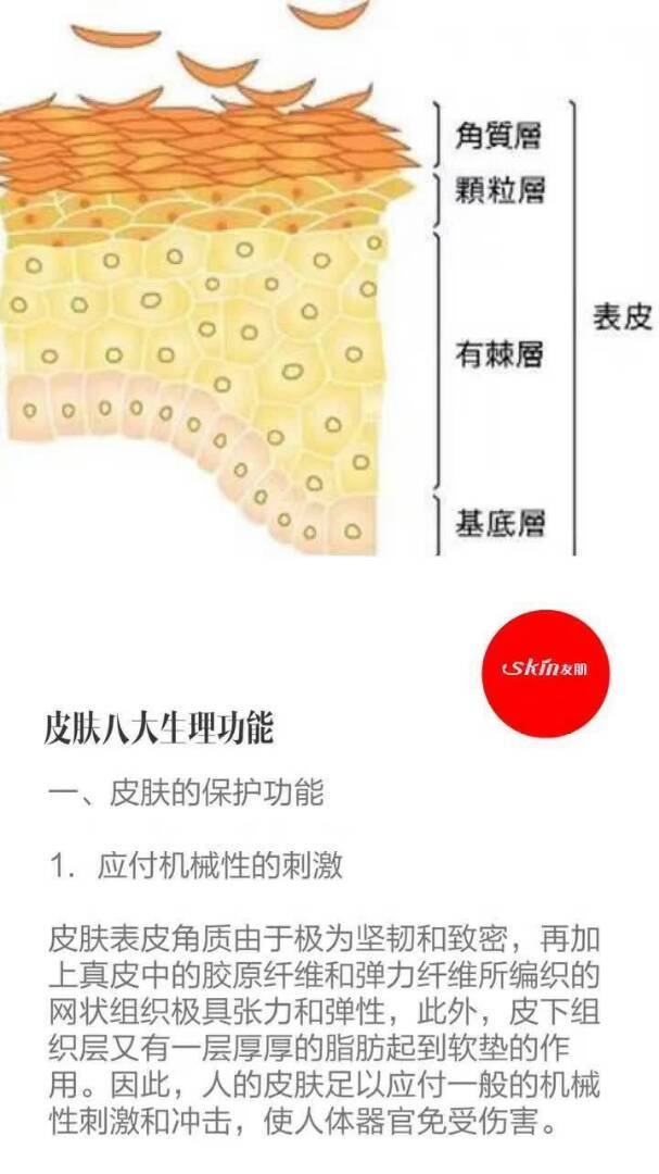 皮肤八大生理功能