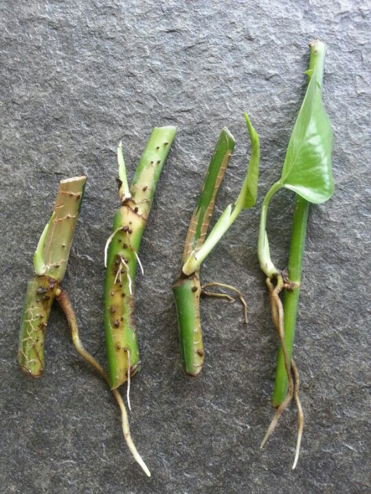 理论上是气根扎在棕棒里攀爬,实际是用小夹子帮忙的.