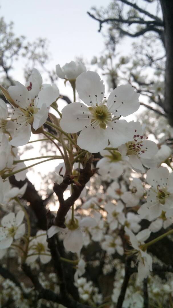 別處都吃到梨了,這裡梨花剛開, 梨花香,愁斷腸.