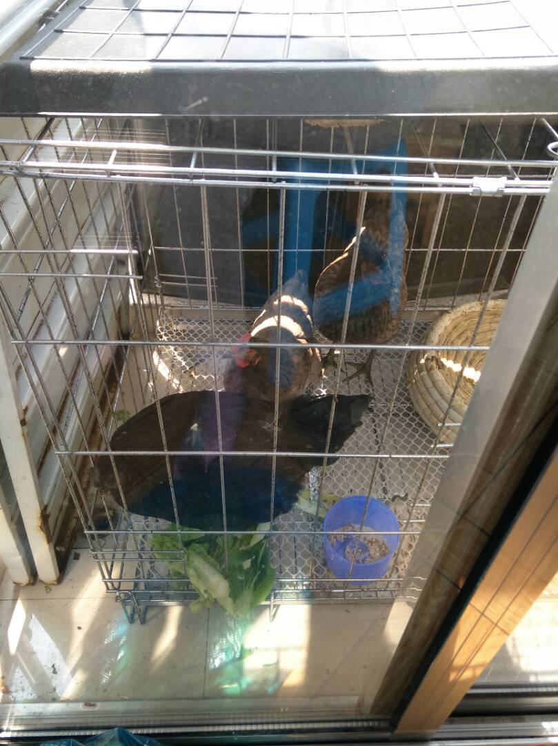 被欺负什么样了草包鸡眼睛打瞎了一只