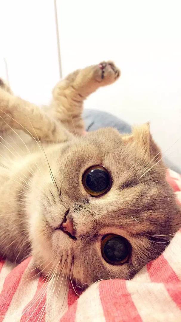 动态- 陌陌|发现移动社交