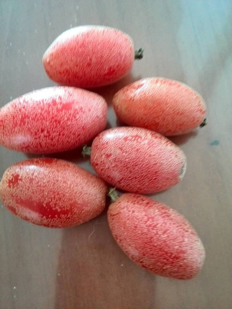 又酸又甜的羊奶果