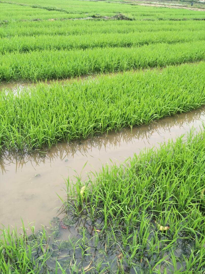 看到这绿悠悠的小秧苗,心情很舒畅大家早