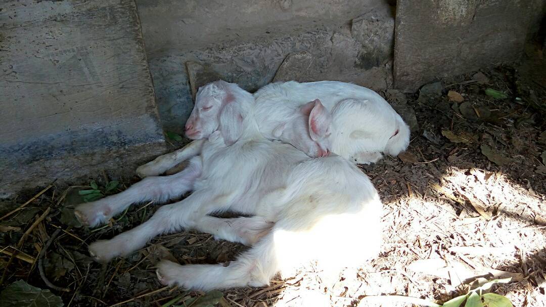 2016.5.16【乡村生活】俺家小山羊销魂的睡姿