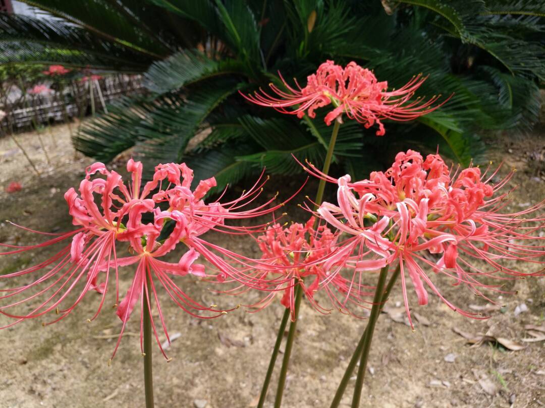 听说这种花很诡异的?[惊讶][惊讶]